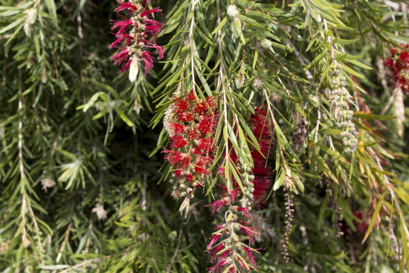 Hannah-Ray-Bottlebrush