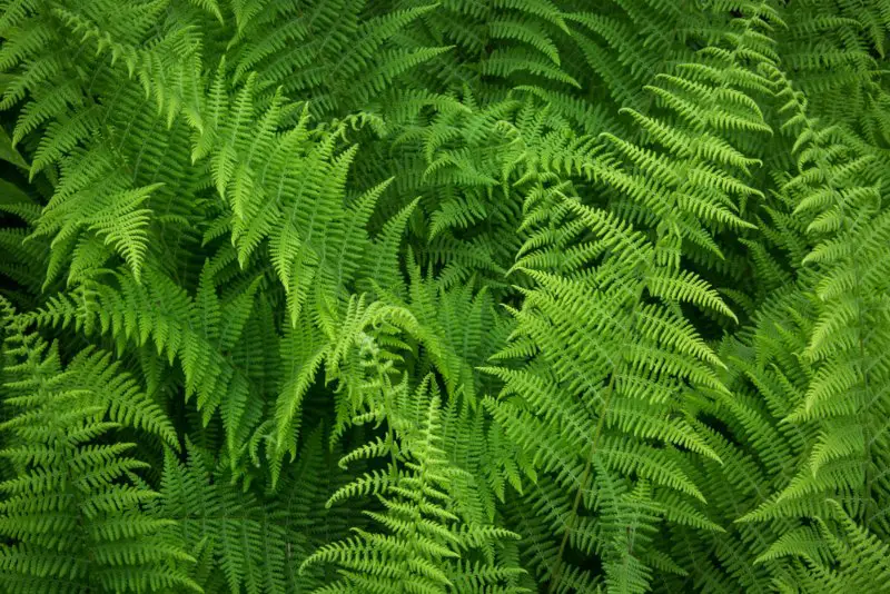 Hay-Scented-Fern