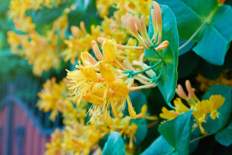 Honeysuckle