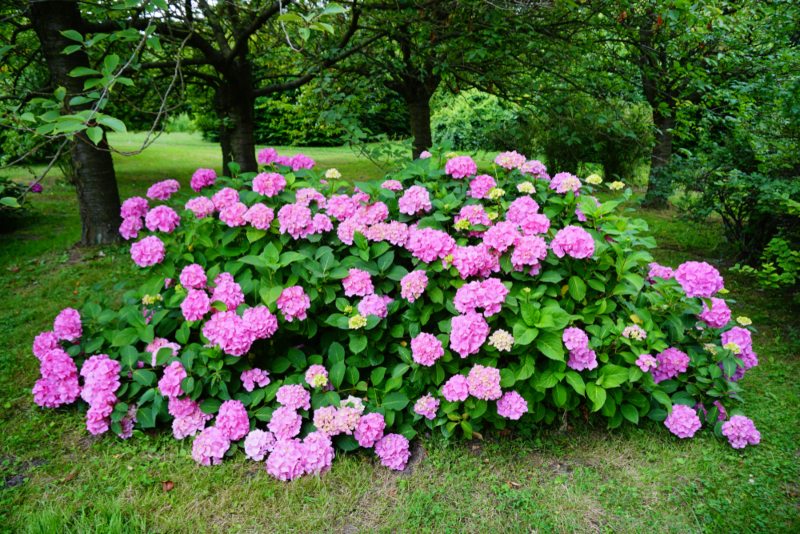 Hydrangea-Bush