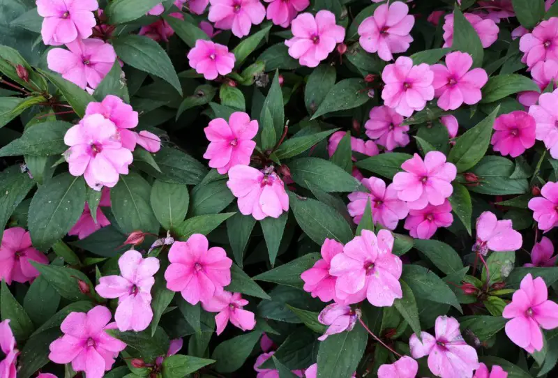 Impatiens