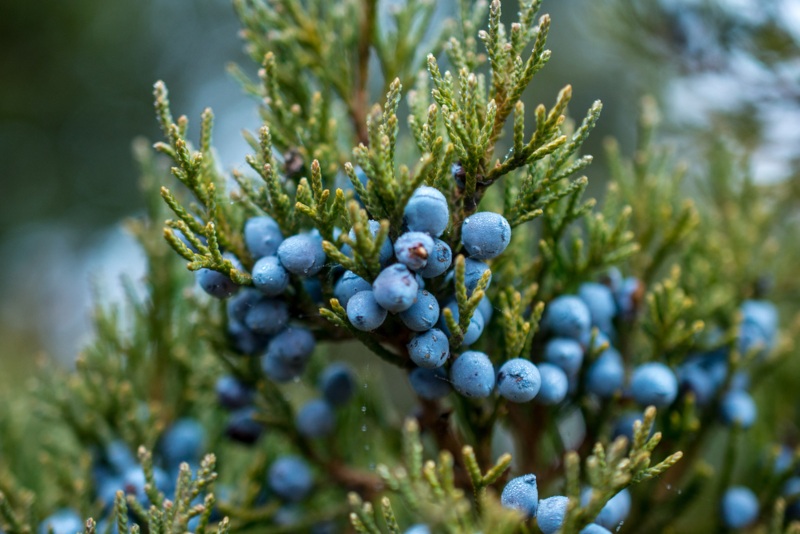 Juniper