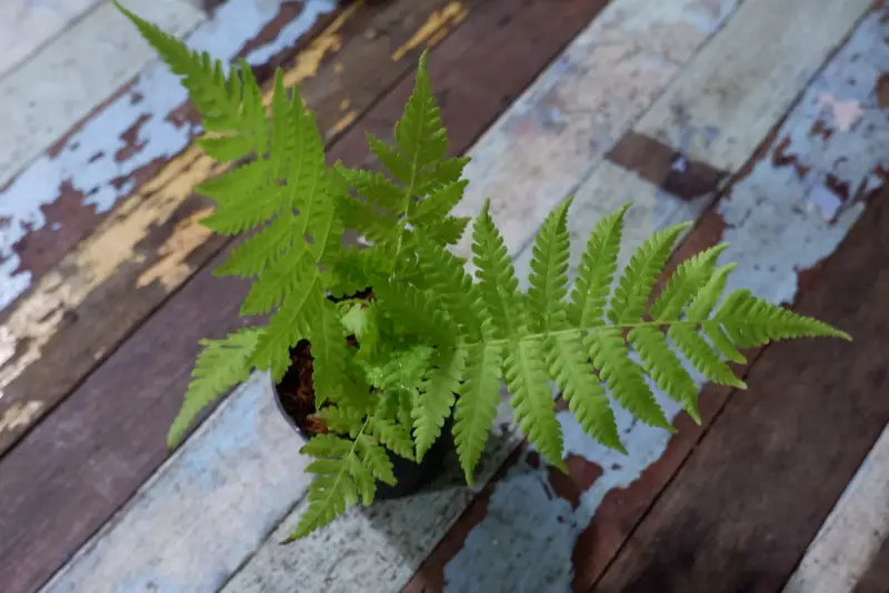 Kimberley-Queen-Fern