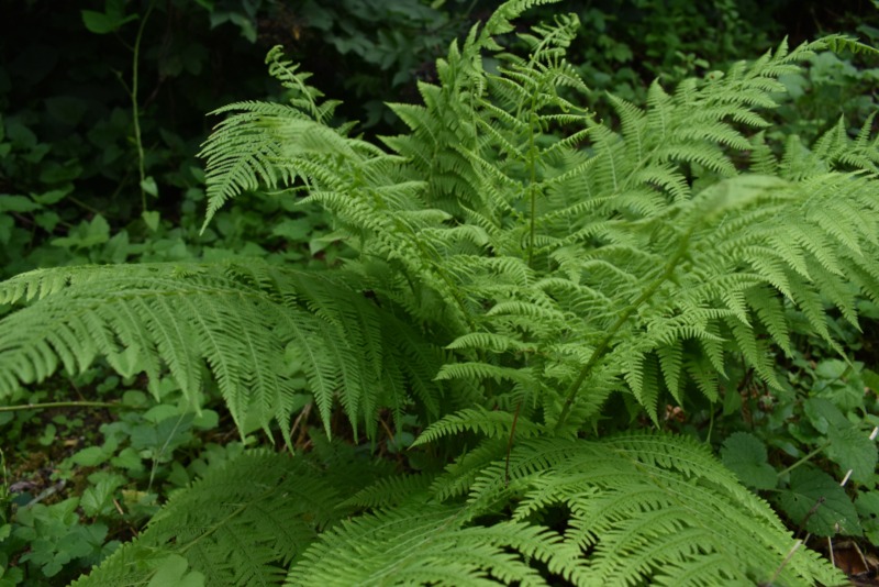 Lady-Fern