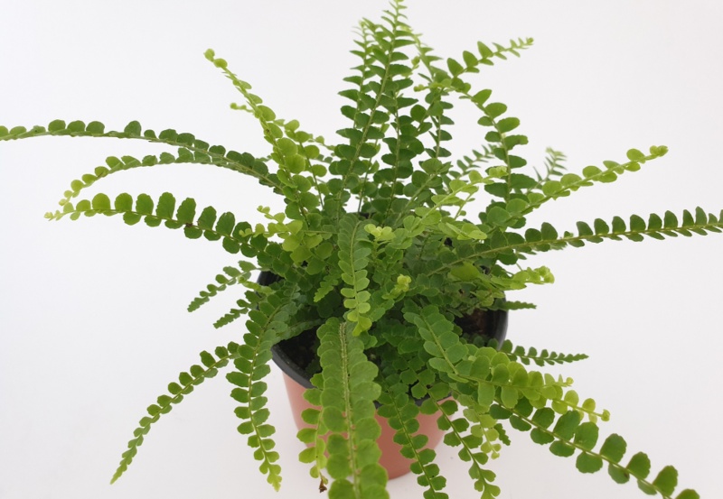 Lemon-Button-Fern