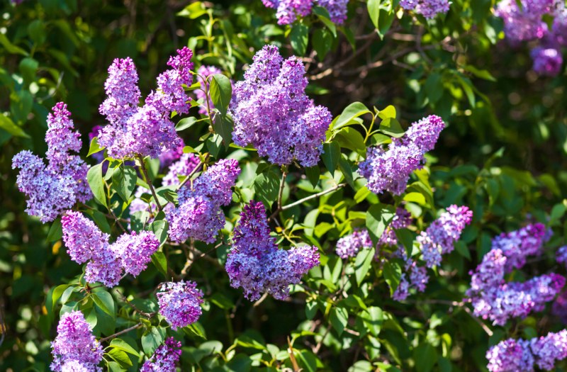 Lilac-Bush