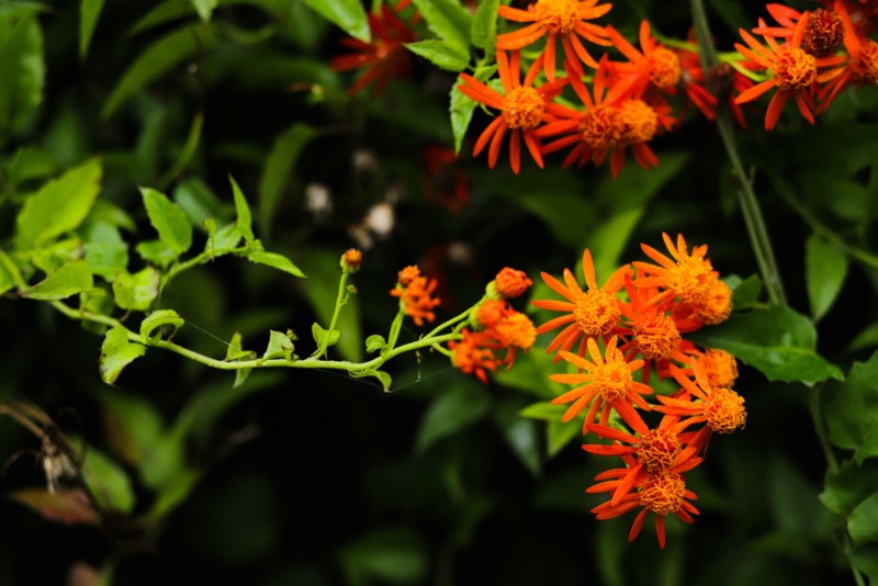 Mexican-Flame-Vine