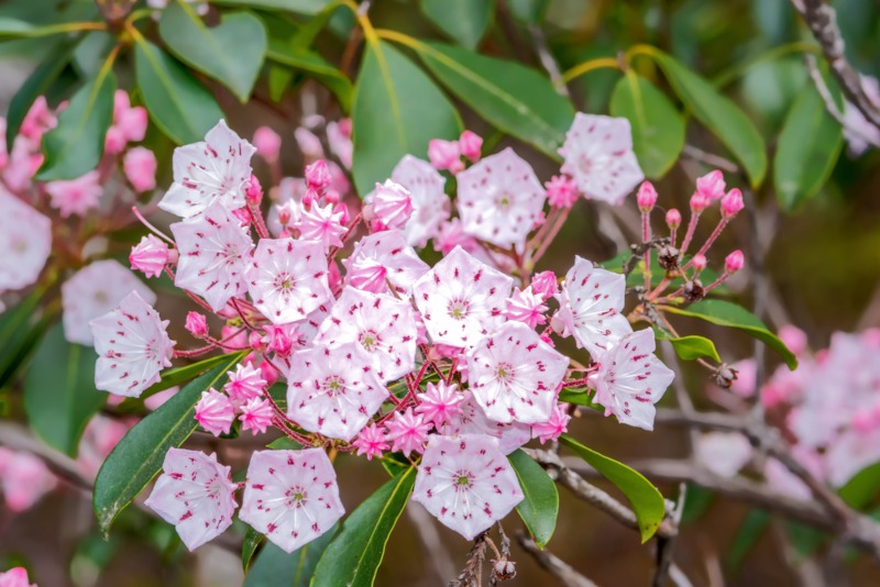 Mountain-Laurel