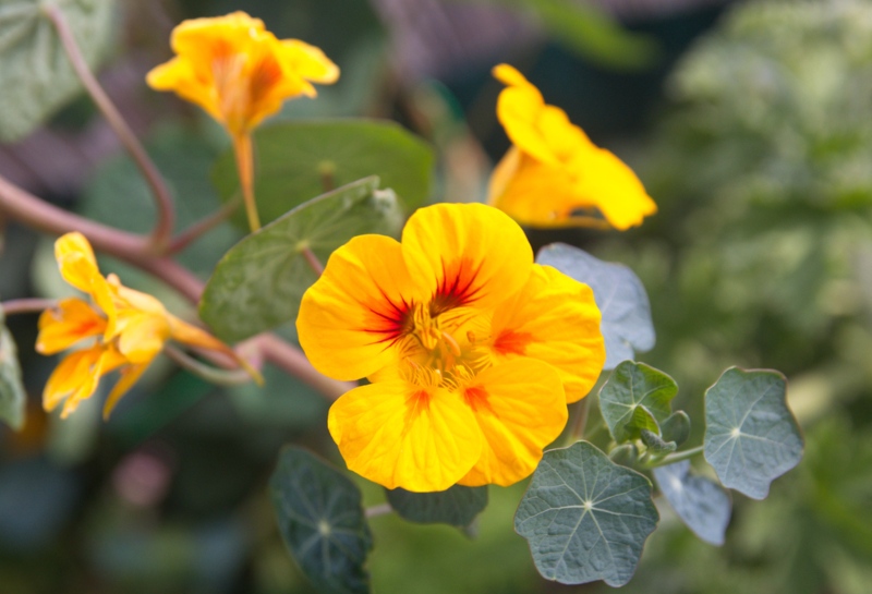 Nasturtiums