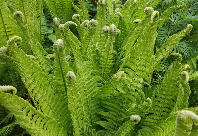 Ostrich-Fern