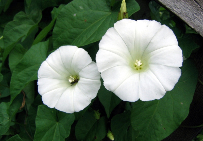 Pacific-False-Bindweed