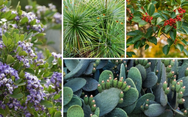 Perfect Texas Shrubs