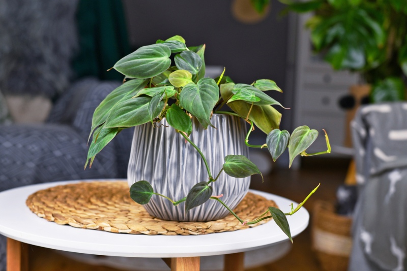 Philodendron