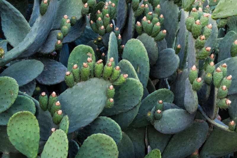 Prickly-Pear