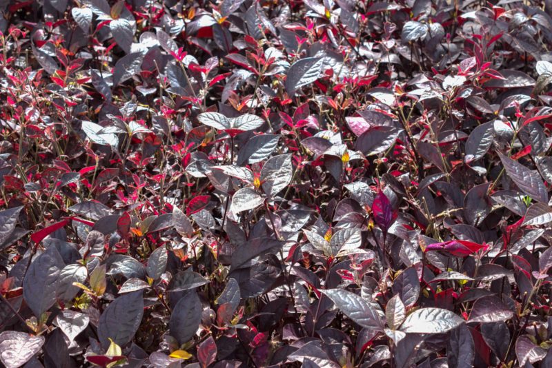 Purple-Daydream-Loropetalum