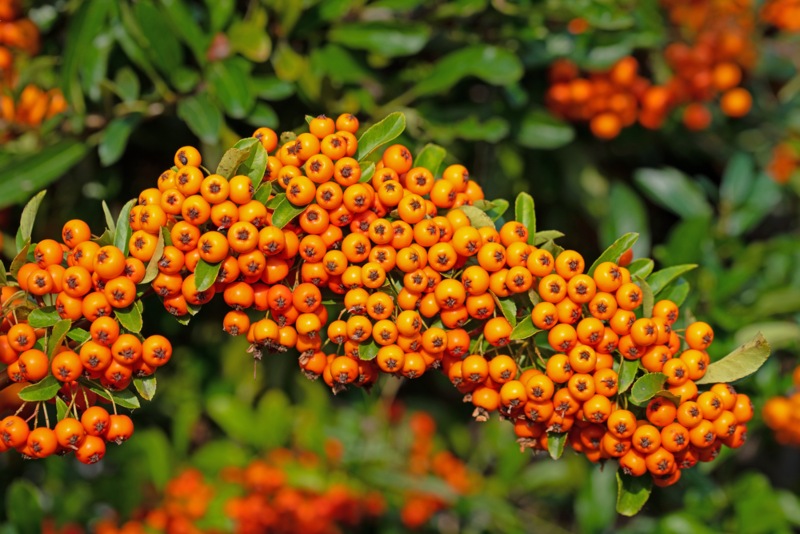 Pyracantha