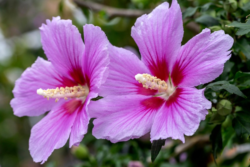 Rose-of-Sharon