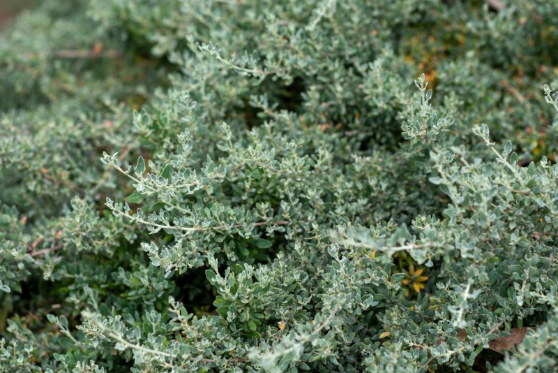 Saltbush