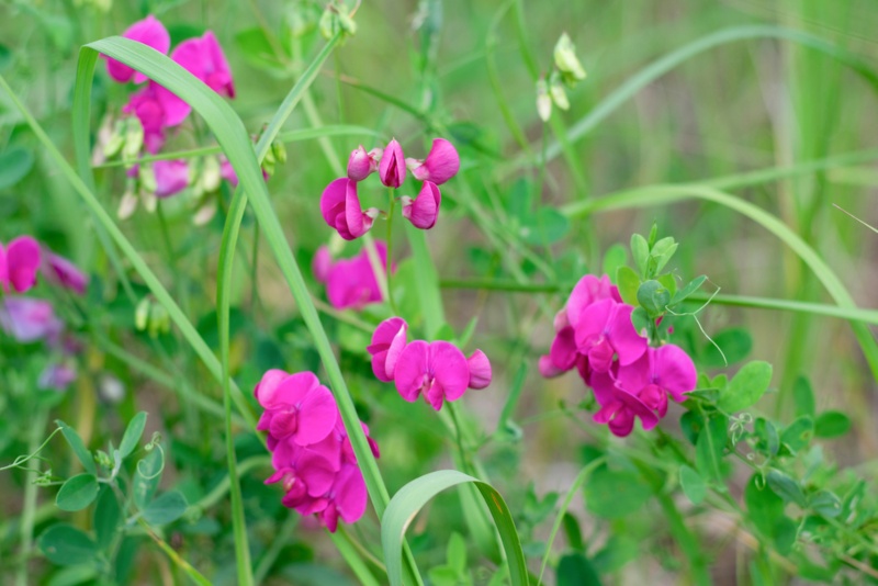 San-Diego-Sweetpea