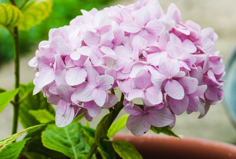 Silverleaf-Hydrangea