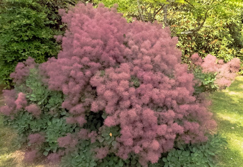 Smoke-Bush