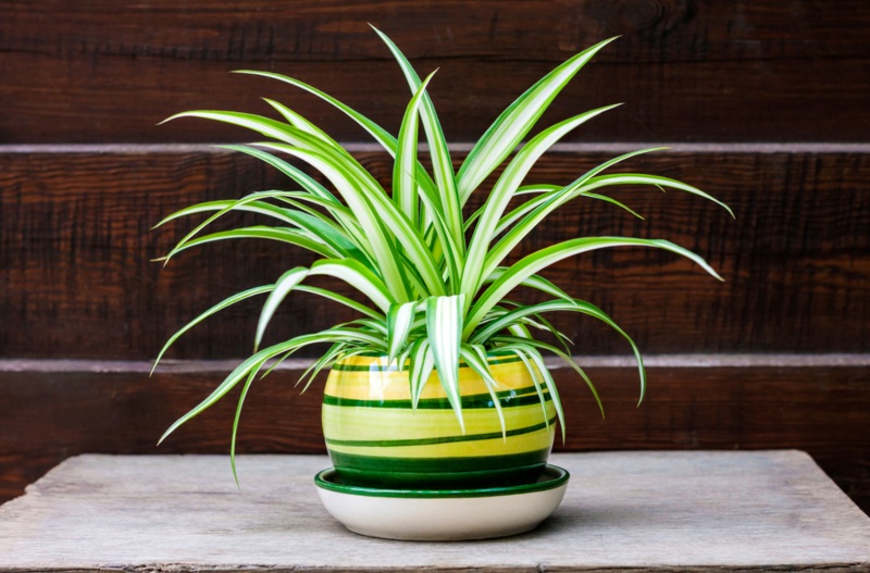 Spider Plant