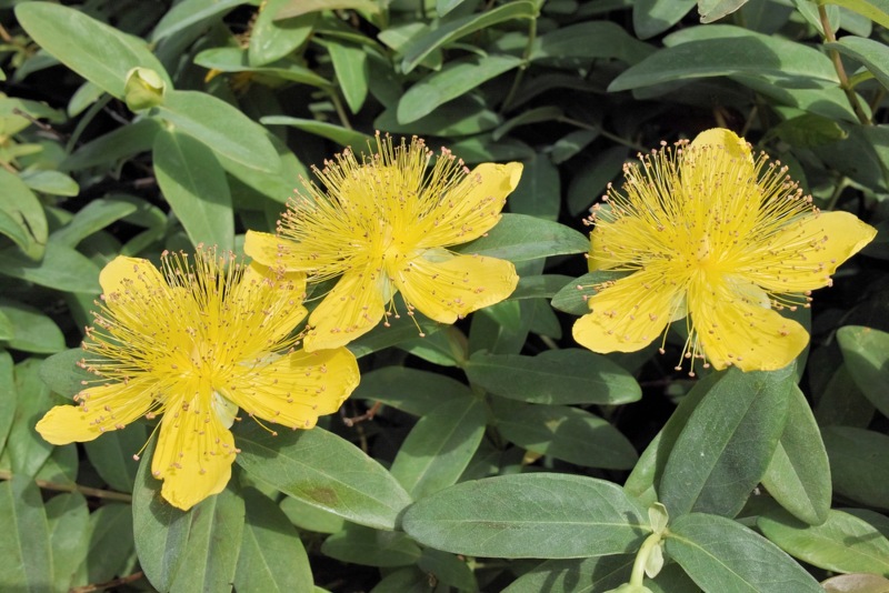 St.-John’s-Wort