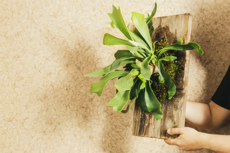 Staghorn-Fern