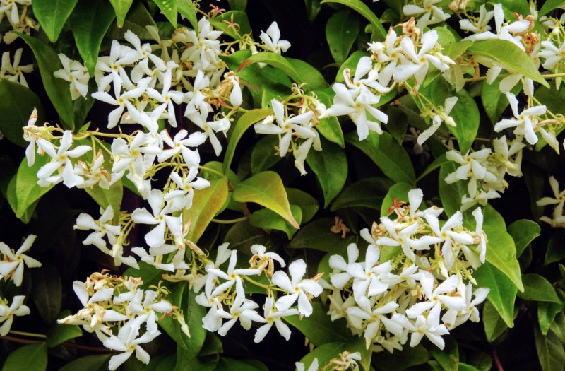 Star-Jasmine