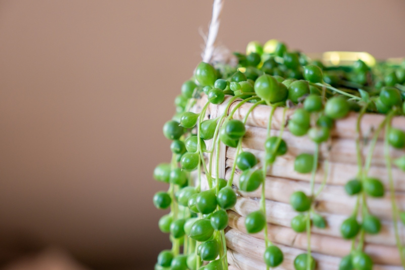 String of Pearls