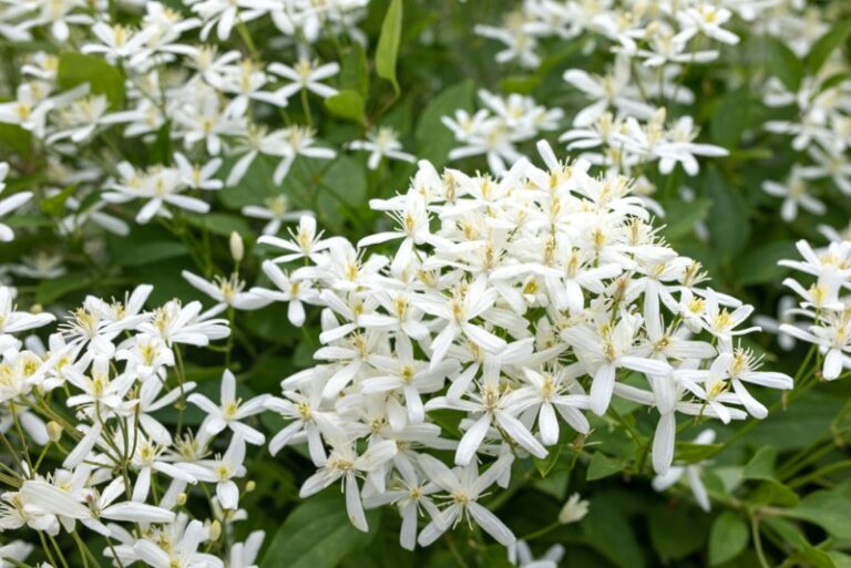 10 White Flowering Vines (Plus Growing Tips) Garden Lovers Club
