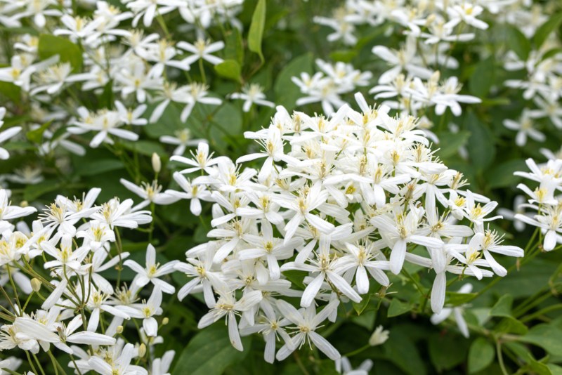 Sweet-Autumn-Clematis