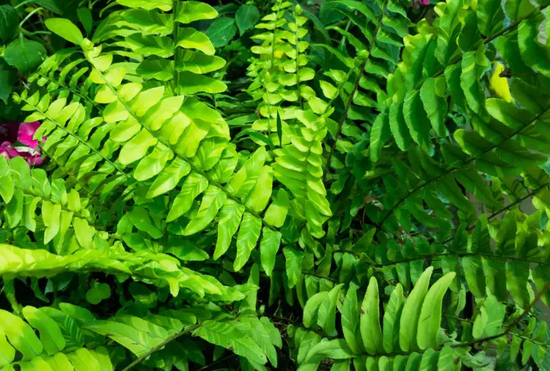 Tiger-Fern