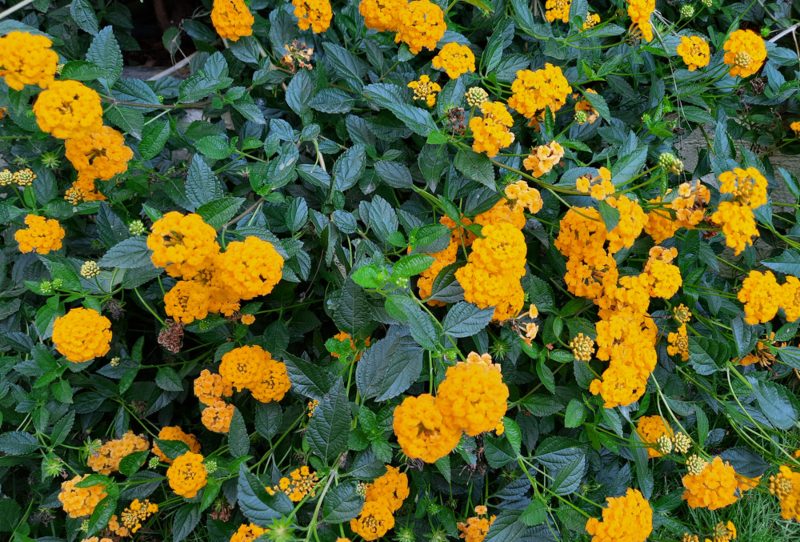 Trailing-Lantana