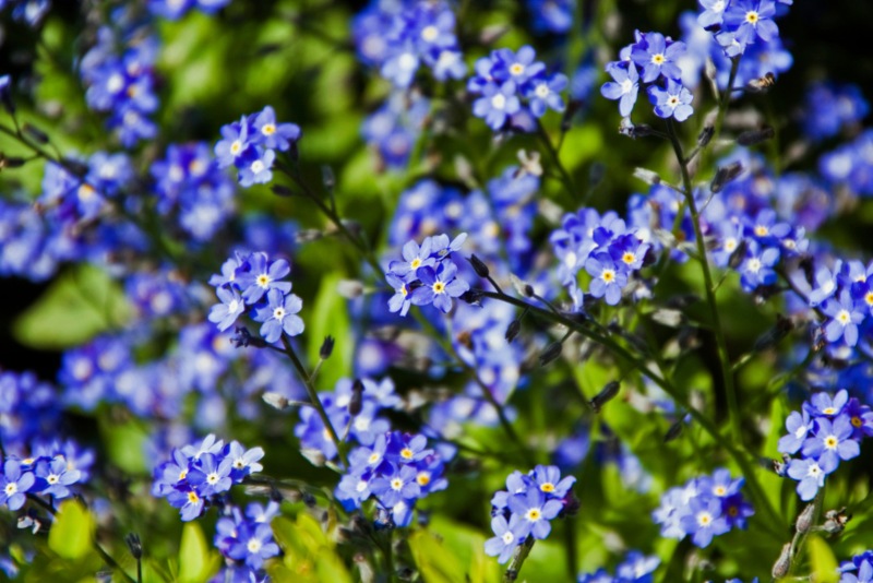 Tufted-Forget-Me-Nots