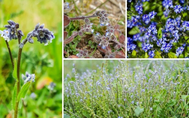 Types of Forget Me Nots