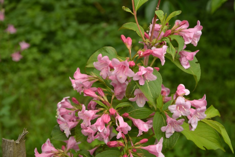 Weigela