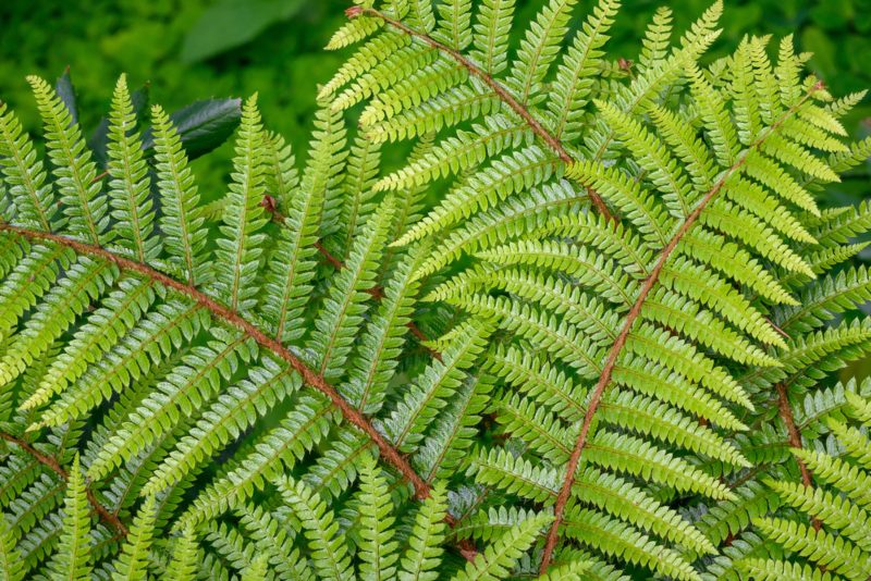 Western-Maidenhair-Fern