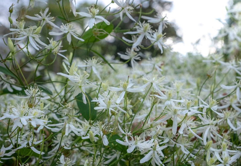 Western-White-Clematis