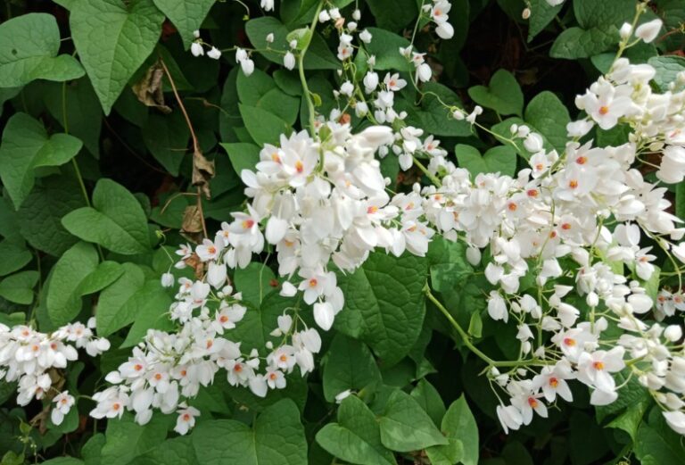 10 White Flowering Vines (Plus Growing Tips) Garden Lovers Club
