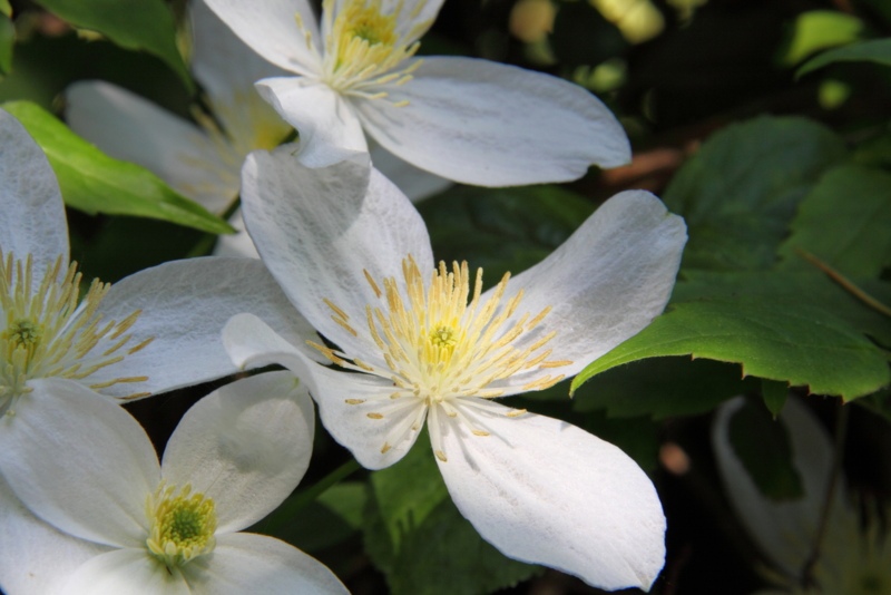 White-Flowering-Clematis