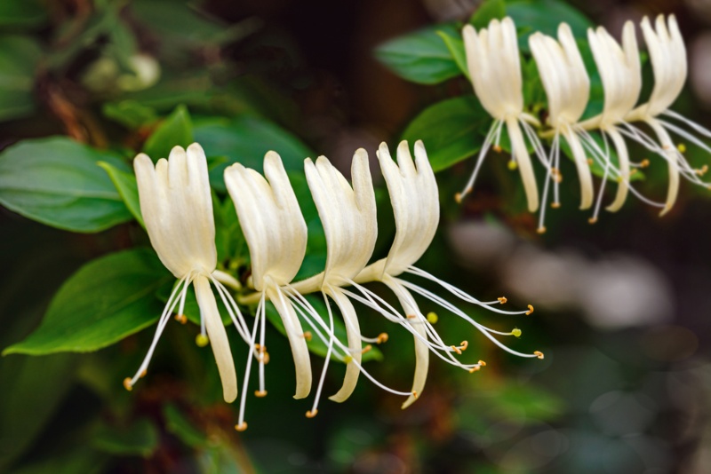 White-Flowering-Honeysuckle-Vine