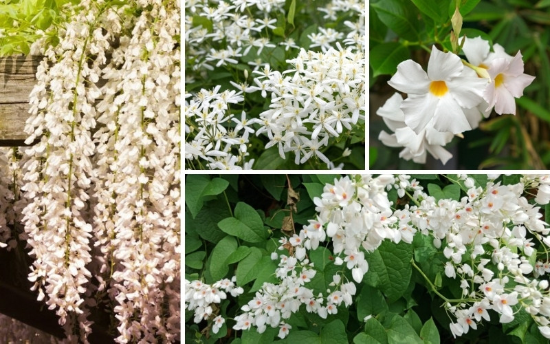 White Flowering Vines