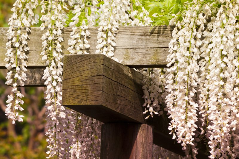 White-Japanese-Wisteria