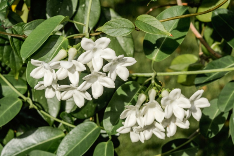 White-Madagascar-Jasmine