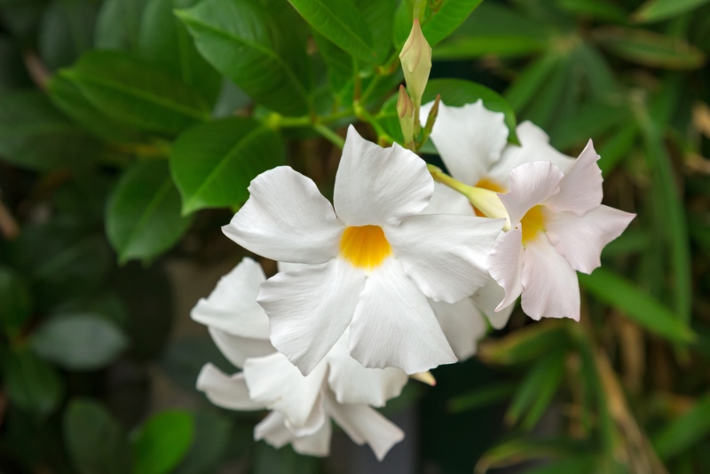 White-Mandevilla-Vine