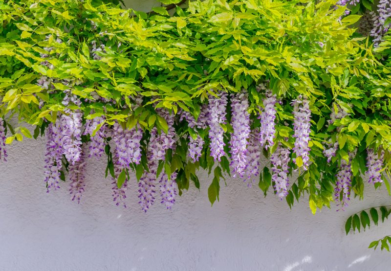 Wisteria