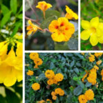 Yellow Flowering Vines