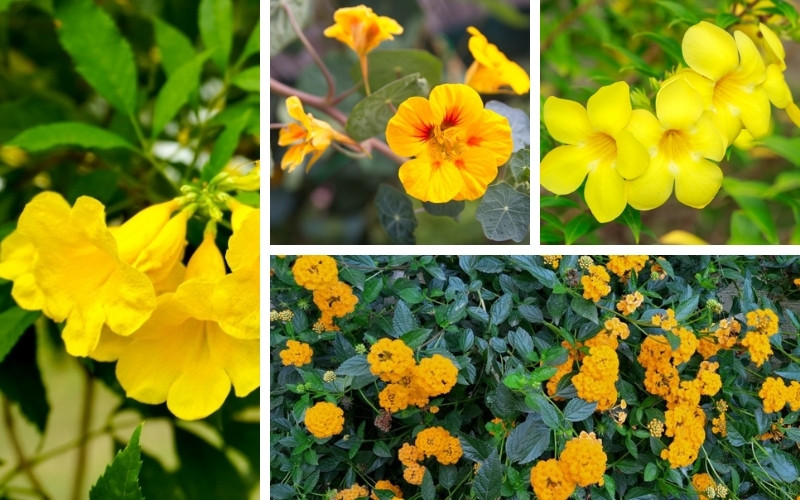 Yellow Flowering Vines