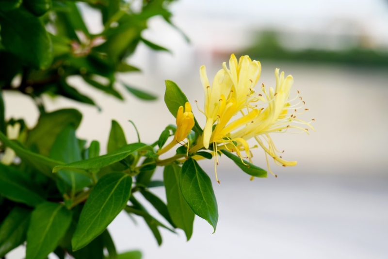 Yellow-Honeysuckle-Vine